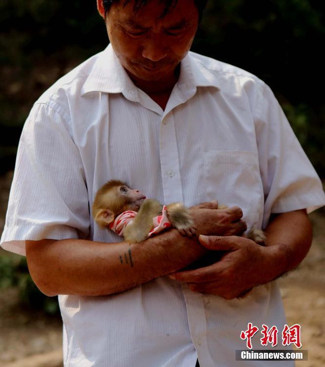 满月野猴不幸丧母 护林工捡回当亲孙子养