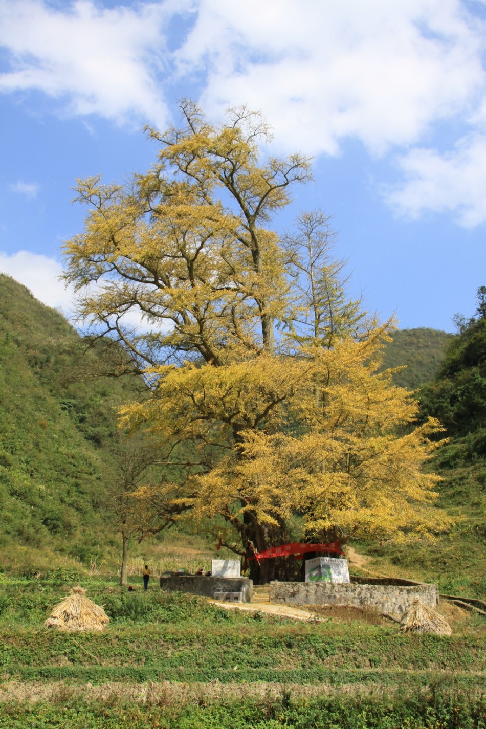 湖南第一古树获评全国十大最美古银杏