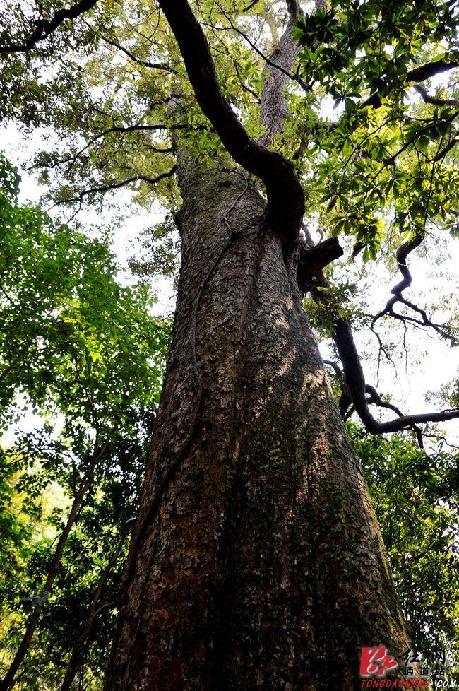 绥宁千年赤皮青冈树洞能藏人