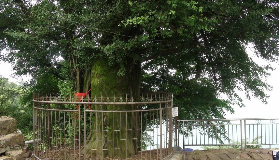 棵古树生长在天桥山3a级景区,2棵是国家一级保护树种银杏,1棵是岩栎树