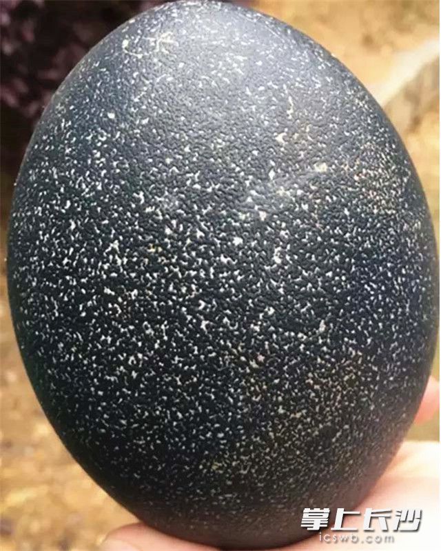 长沙现世界上最大的鸟蛋 快来看看_高清图集_新浪网