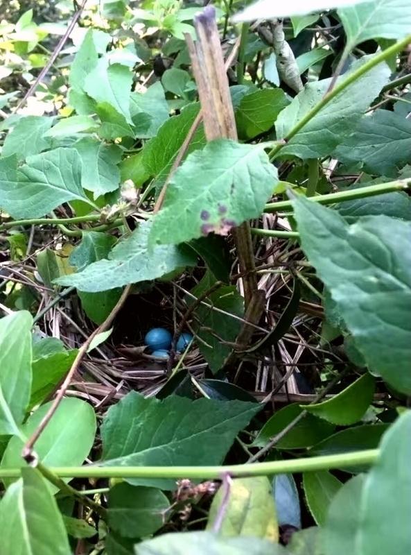 宁乡发现蓝色精致鸟蛋 萌翻网友