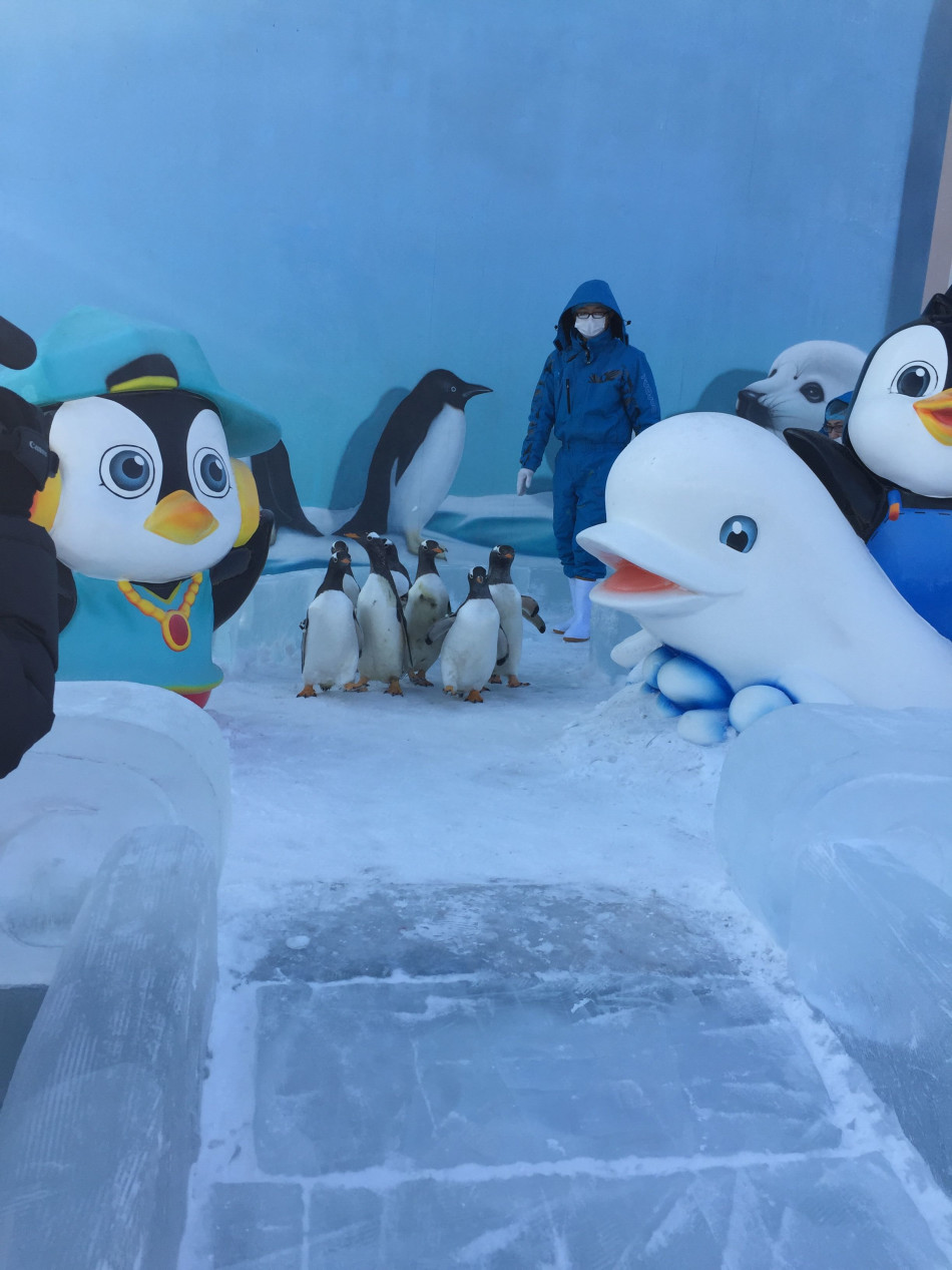 哈尔滨极地馆企鹅 戏雪玩冰打滑梯
