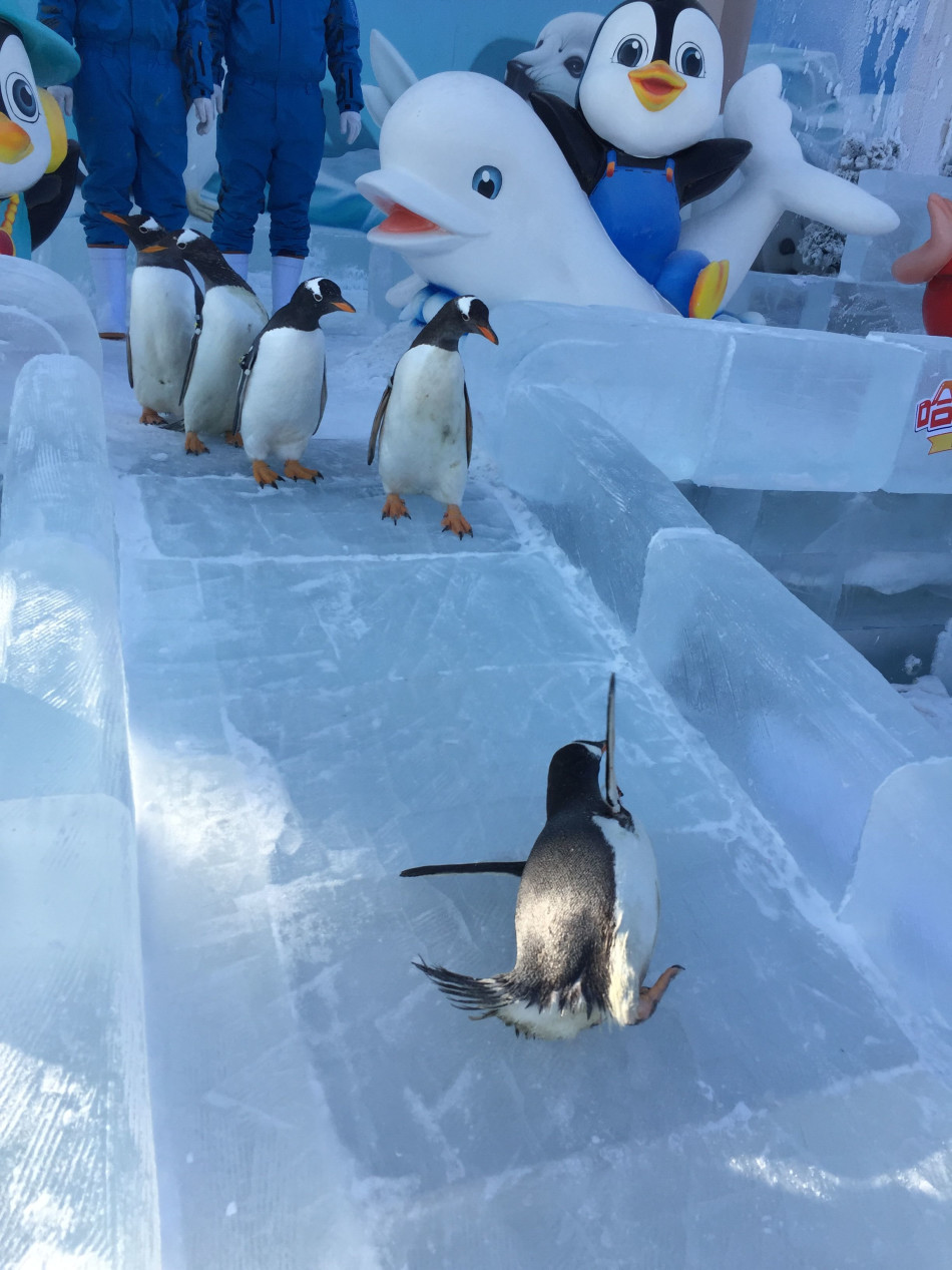 哈尔滨极地馆企鹅 戏雪玩冰打滑梯