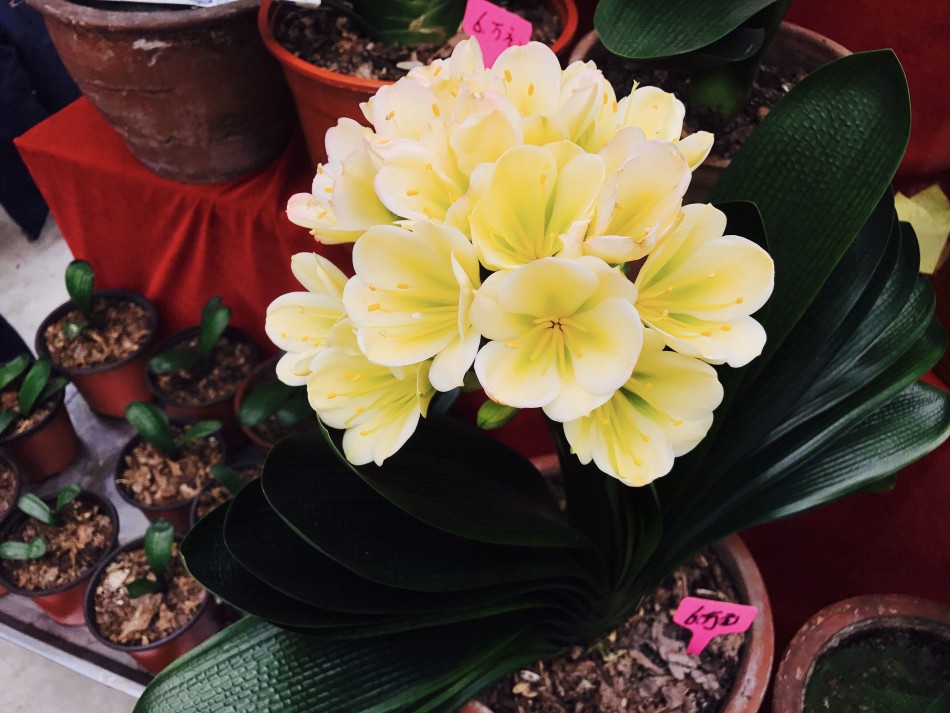 198万一盆?标价百万君子兰现身哈市君子兰花展