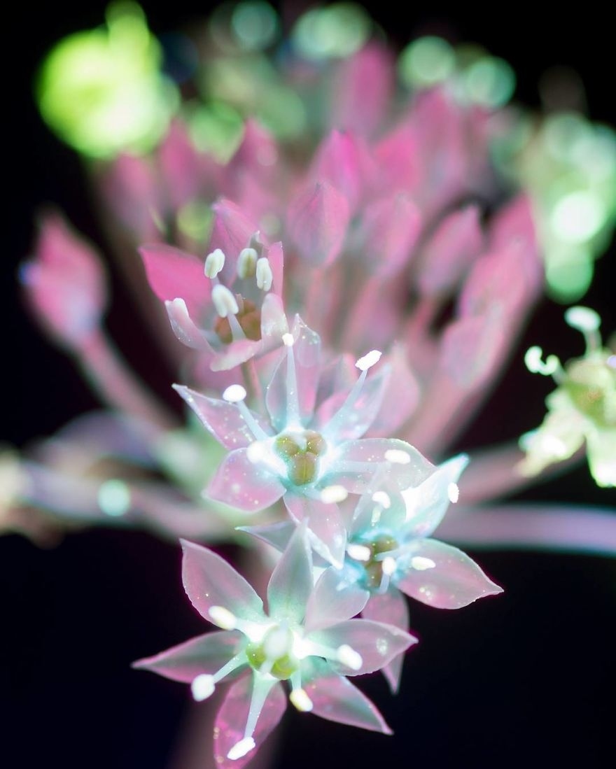 摄影师借助荧光材料让花朵发光