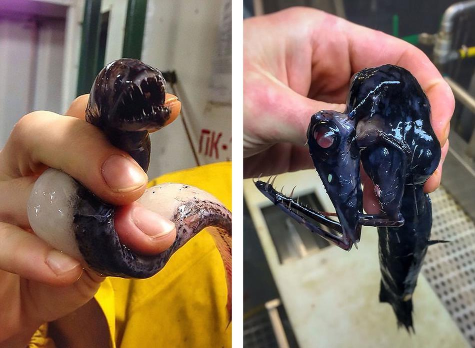 俄科学家晒深海怪鱼照片 仿佛异星生物