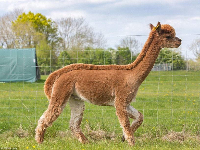 夏天羊驼迎来新"发型"