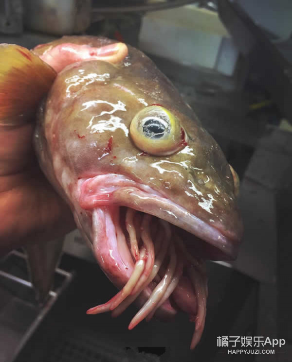 海里的鱼恐怖图片