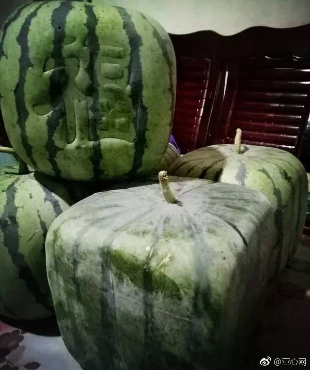 168元/个 新疆惊现天价方形西瓜 看完我就方了