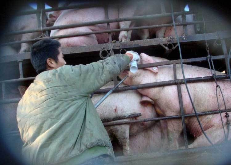 实拍不法商贩在路边给生猪注水过程