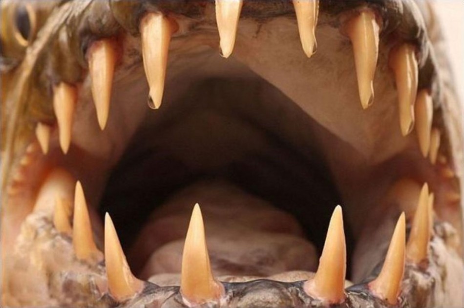 水虎鱼生活在南美洲的亚马孙河流域,鱼身粗胖,颚宽大,牙齿犹如剃刀