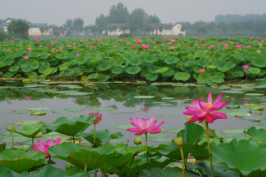 白洋淀荷花大观园