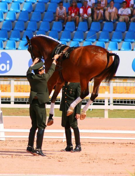 令人胆战心惊的牛人牛图