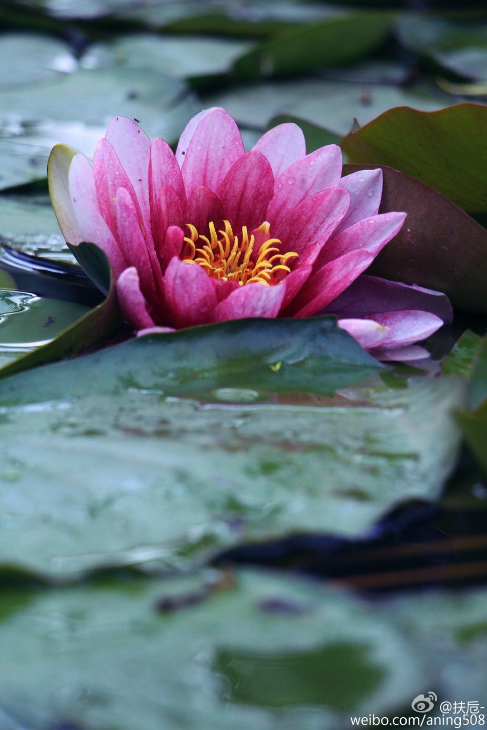承德避暑山庄 荷叶满池睡莲独醒