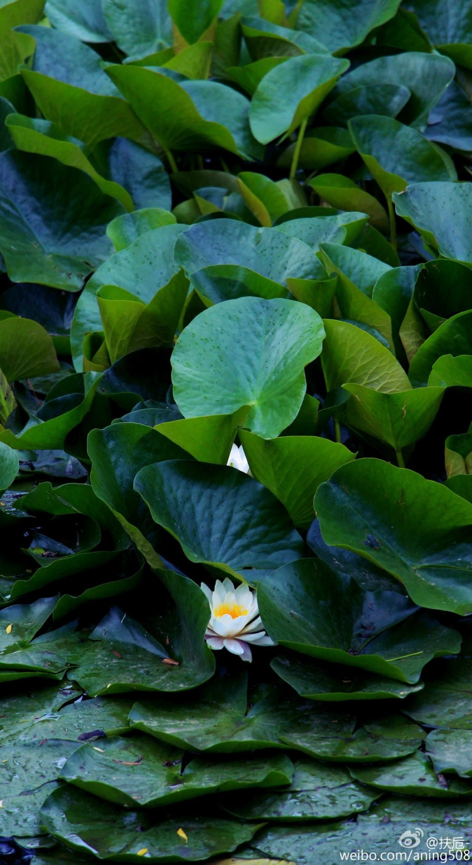 承德避暑山庄 荷叶满池睡莲独醒