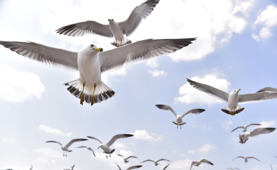 大连老虎滩 海鸥精灵自由飞翔