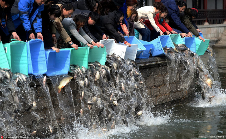 大妈花千元买鱼 大明湖放生万斤场面震撼