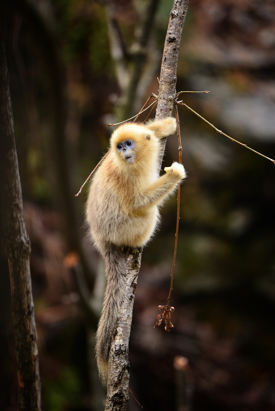 猴年去看金丝猴 陕西佛坪猴宝宝呆萌惹人爱