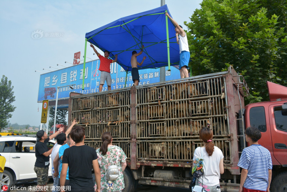 邯郸运狗车被爱狗人士"围拦"