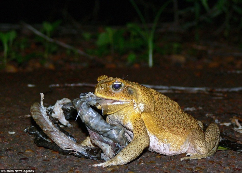 野牲畜"横行霸道" 蟾蜍捕蛇猫吃袋鼠