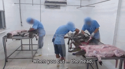 残忍!实拍农场活剥鳄鱼皮:剥皮后活5个小时