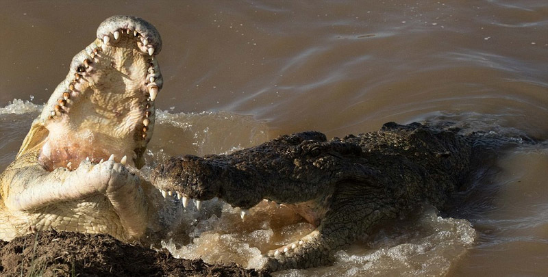 霸气巨鳄疑似吞整只斑马