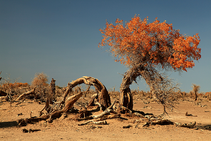 胡杨树沙漠的脊