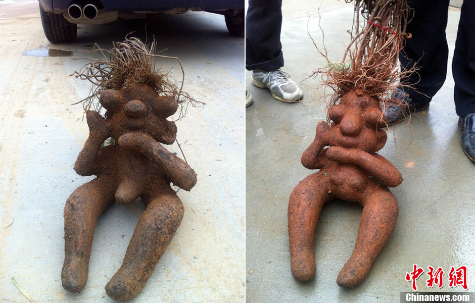 赣出土公母两枚人形何首乌 天津市民也曾偶遇