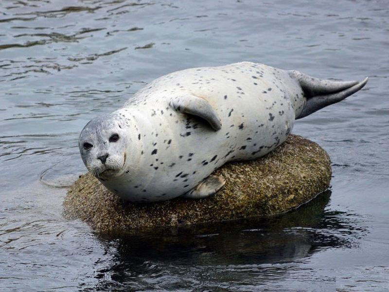 海豹萌照 拍摄"捧腹大笑"全过程_高清图集_新浪网