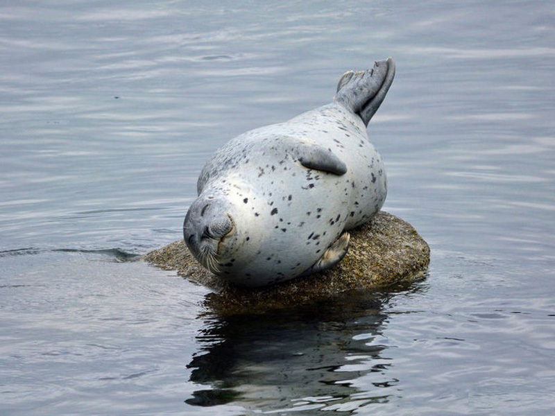 海豹萌照 拍摄"捧腹大笑"全过程