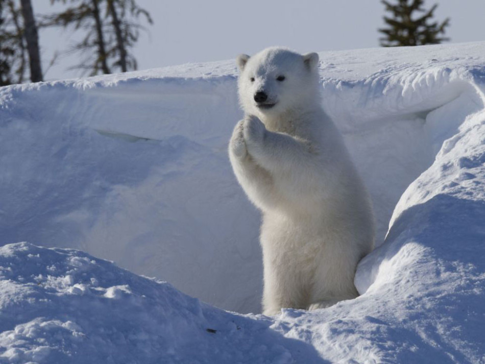 北极熊宝宝拱手作揖萌翻观众