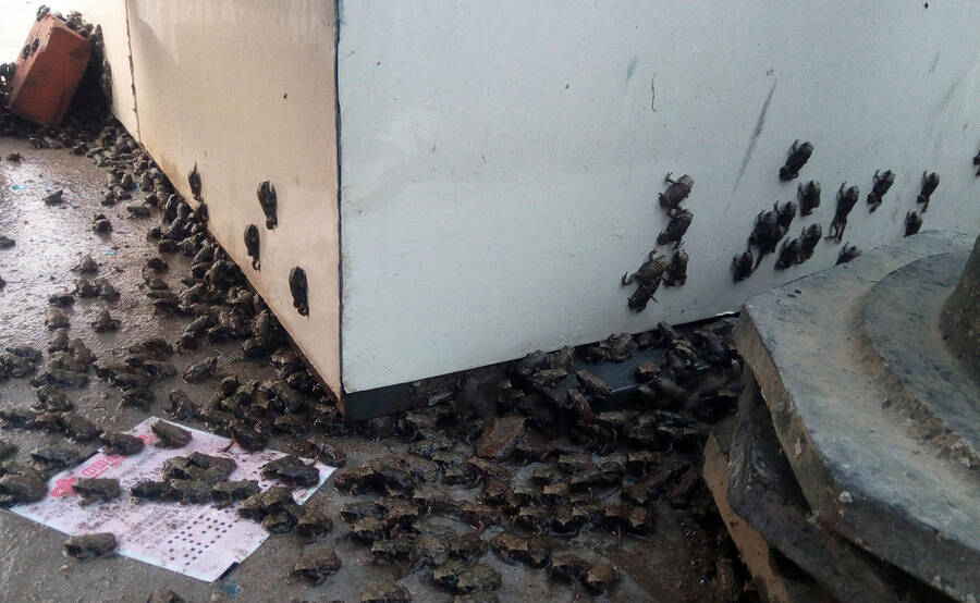 天津一工地门口爬满蟾蜍 黑压压一片场面壮观