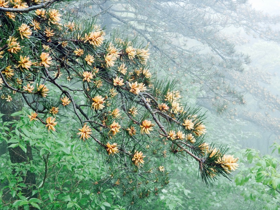 感受黄山 漫山遍野松树开花
