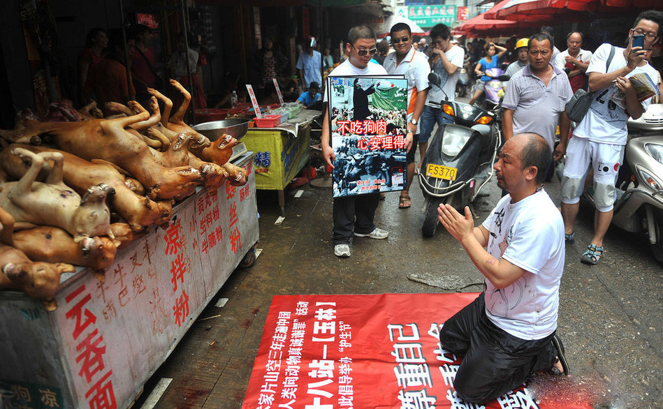 广西玉林荔枝狗肉节遭志愿者抵制