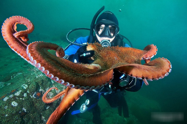 世界上最大的巨型章鱼图片