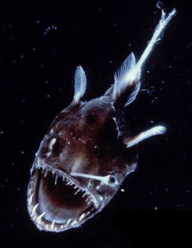 前方高能 澳州珊瑚深海"异形"动物