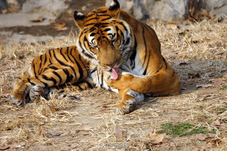 南昌动物园圈养华南虎数量成世界之最