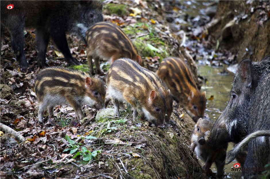 摄影师近距拍摄野猪宝宝 山林嬉戏萌化众人(图)