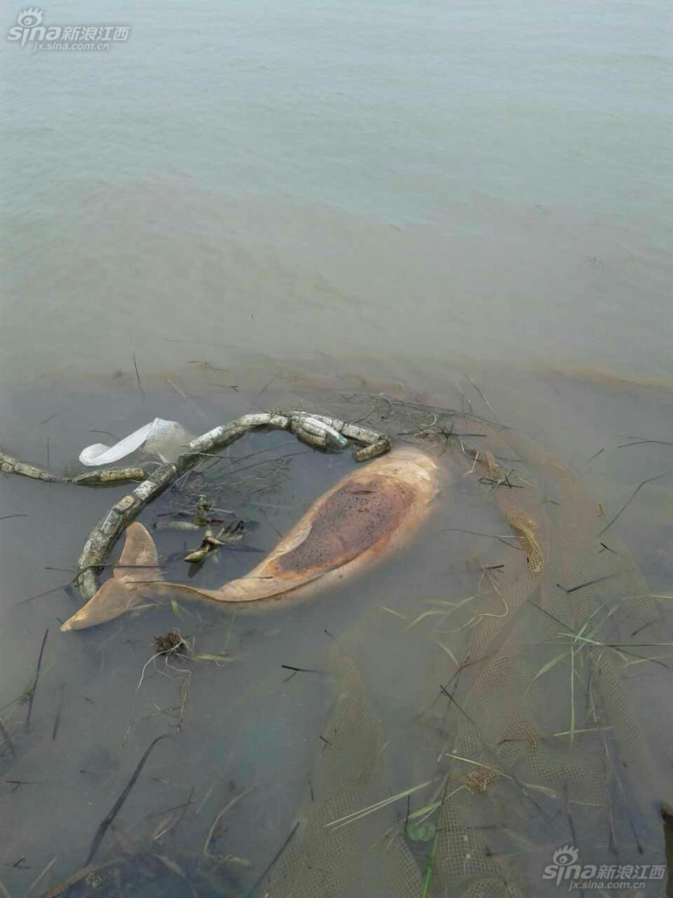 江西永修鄱阳湖松门山水域发现5只江豚死亡