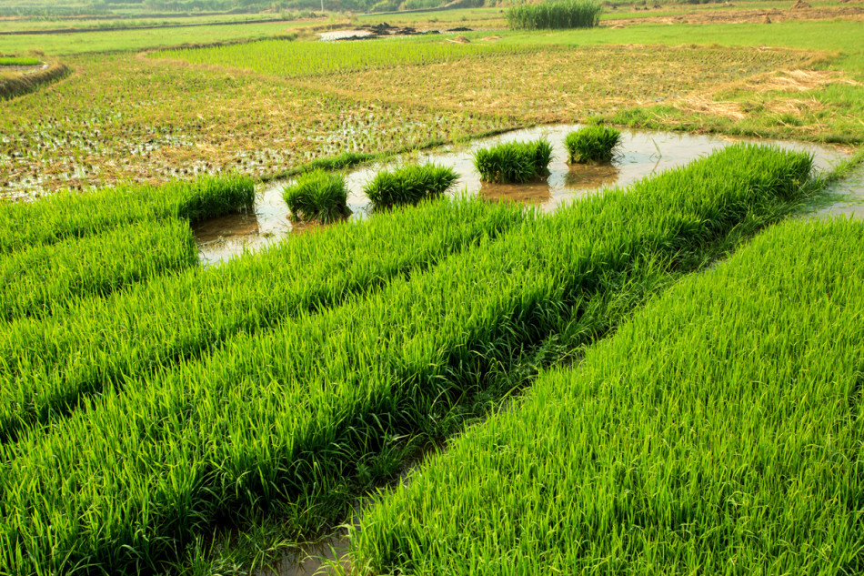 秧田