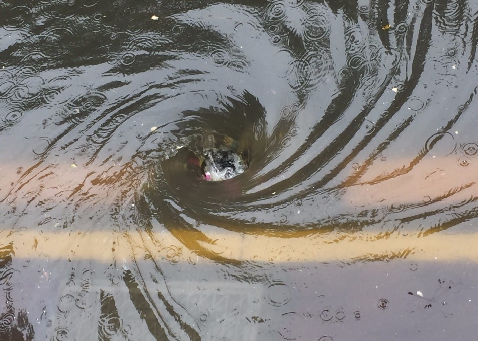 倾盆暴雨!南昌瞬间开启看海模式(图)