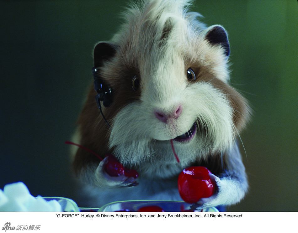> 剧照 (14)新浪娱乐讯 迪士尼3d立体电影《豚鼠特攻队》(g-force)