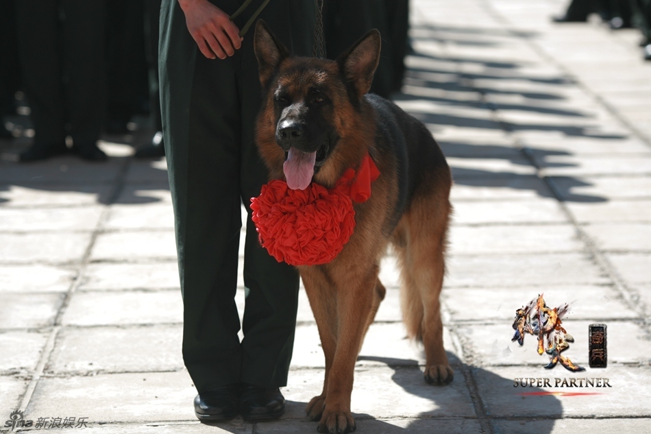 组图:《神犬奇兵》剧照 萌犬变神犬英姿飒爽