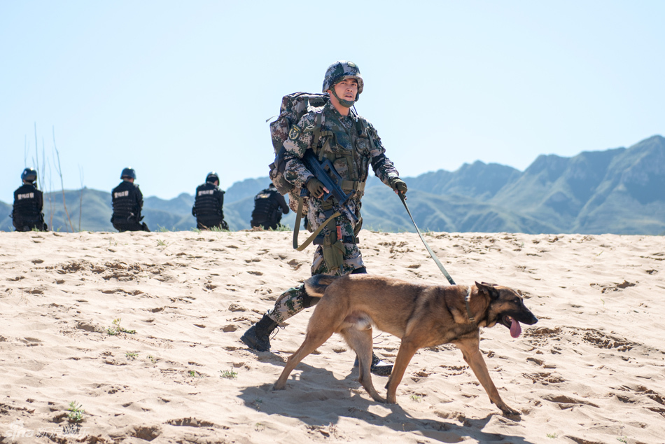 组图:杨烁《神犬奇兵》热播 汪爸萌犬沙漠野战