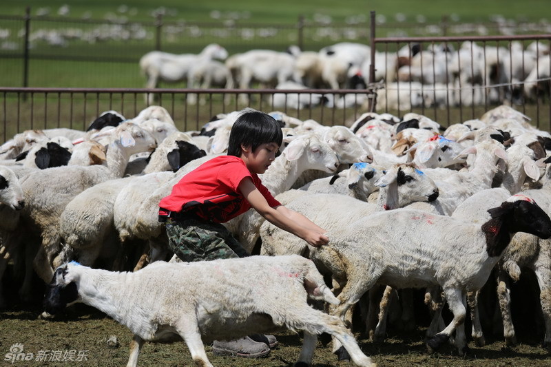 费曼草原抓羊 获赞"super boy"