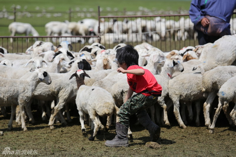 费曼草原抓羊 获赞"super boy"