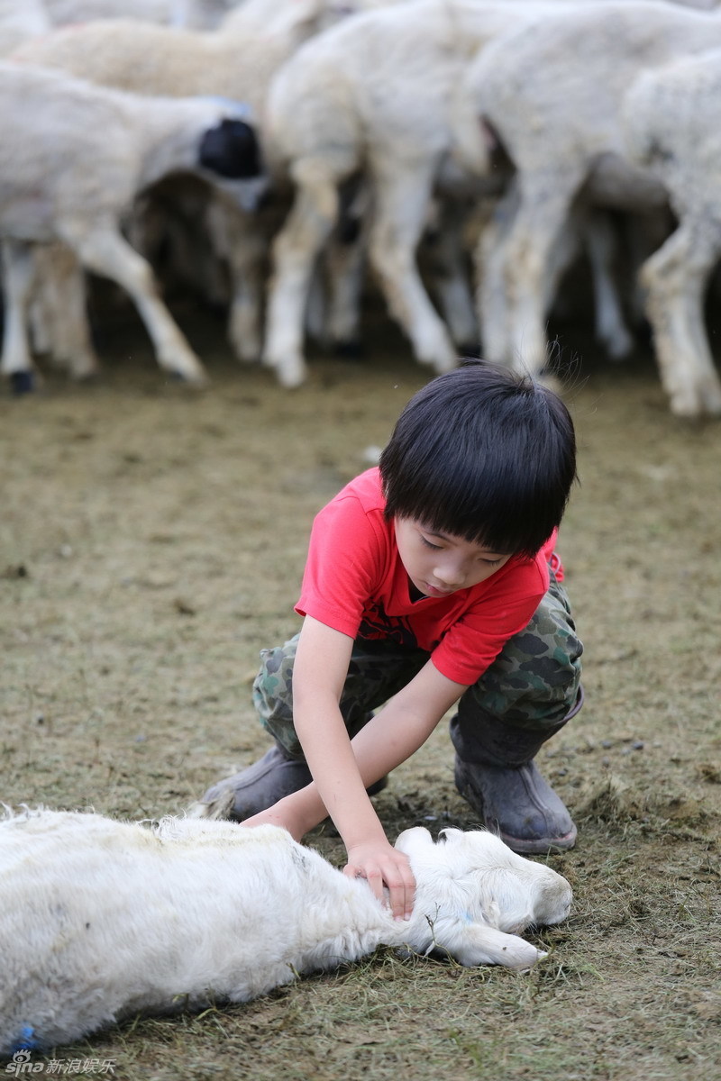费曼草原抓羊 获赞"super boy"