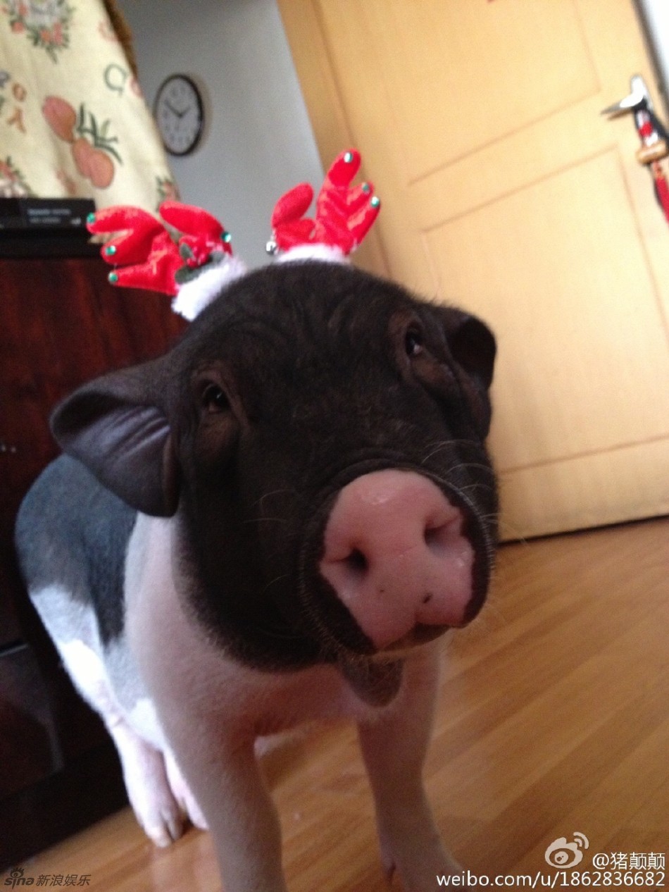 组图:雷翻!萌妹与170斤花皮猪亲吻同被窝睡觉_高清图集_新浪网