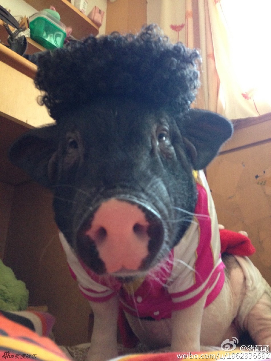 组图:雷翻!萌妹与170斤花皮猪亲吻同被窝睡觉_高清图集_新浪网